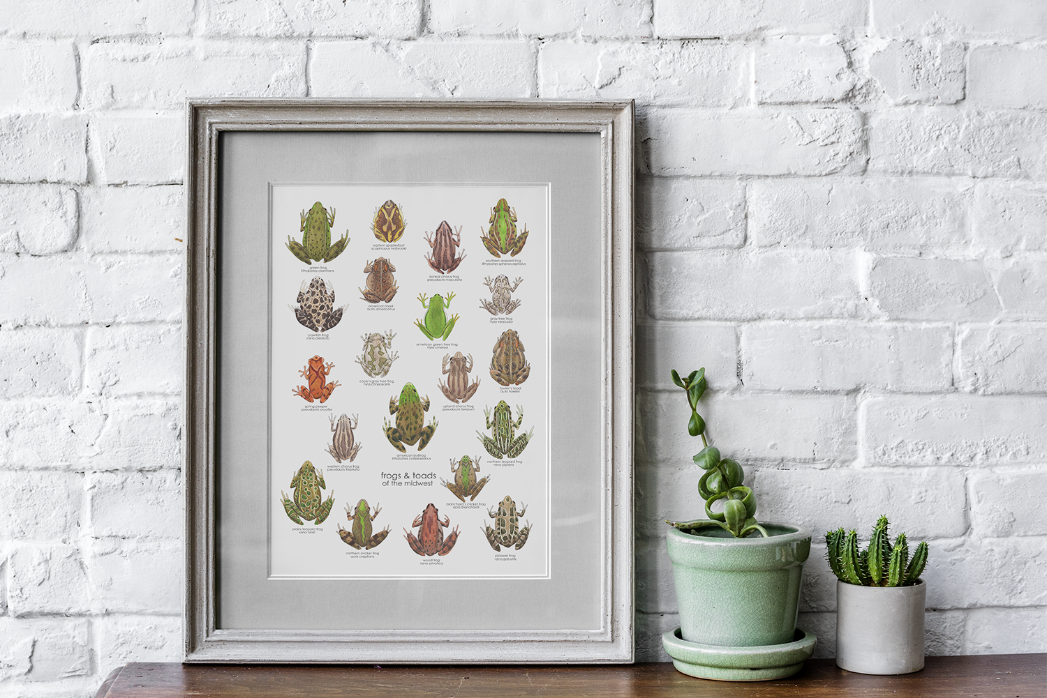 frogs & toads of the midwest — melbry//arts